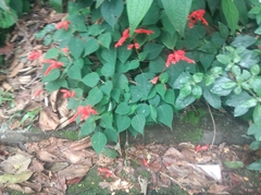 Salvia splendens