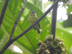 Ornithion brunneicapillus