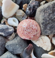 Calliostoma zizyphinum
