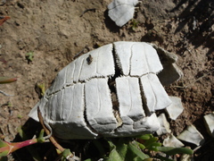 Chersina angulata