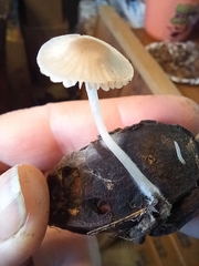 Mycena vitilis