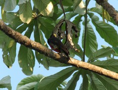 Melanerpes cruentatus