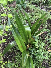 Hippeastrum hybridum