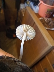 Mycena vitilis
