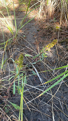 Solidago spathulata