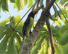 Pteroglossus inscriptus