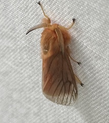Thoscora