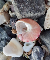 Calliostoma zizyphinum