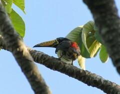 Pteroglossus inscriptus