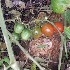 Solanum lycopersicum cerasiforme