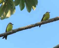 Tyrannus albogularis