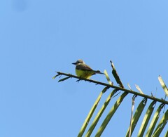 Tyrannus albogularis