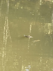 Trachemys scripta scripta