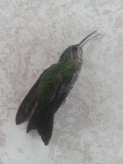 Anthracothorax dominicus