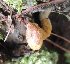 Hypomyces microspermus
