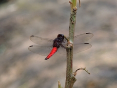 Libellula herculea