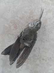 Anthracothorax dominicus