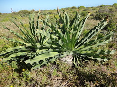 Boophone haemanthoides