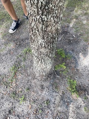 Quercus incana