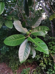 Ficus maxima