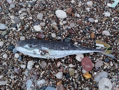 Lagocephalus sceleratus