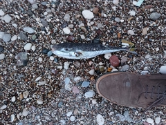 Lagocephalus sceleratus