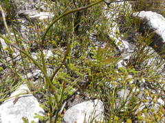 Prismatocarpus