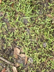 Oldenlandia corymbosa