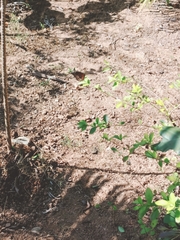 Elymnias hypermnestra