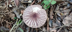 Leucoagaricus lilaceus