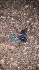Rhetus arcius