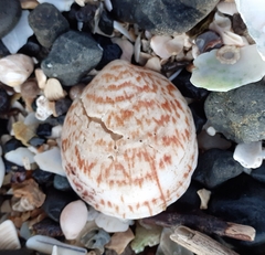 Glycymeris glycymeris