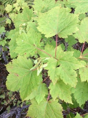 Acer ukurunduense