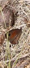 Cassionympha detecta