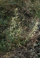 Silene viscosa