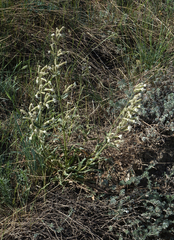 Silene viscosa