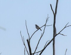 Neothraupis fasciata