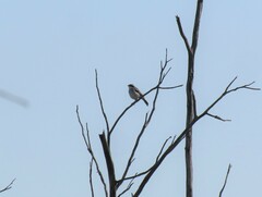 Neothraupis fasciata