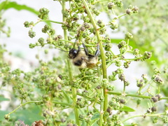 Chenopodiastrum simplex