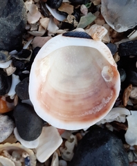 Glycymeris glycymeris
