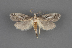 Cacotherapia interalbicalis