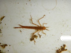 Calopterygidae