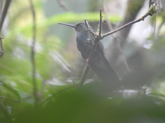 Chalybura urochrysia