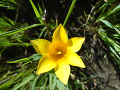 Romulea saldanhensis