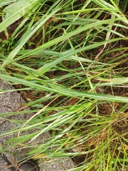 Sorghum halepense
