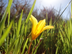 Romulea saldanhensis