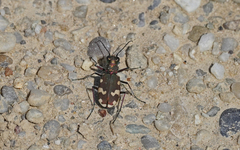 Cicindela hybrida