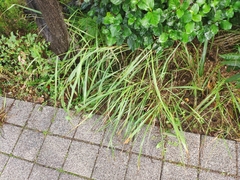 Sorghum halepense