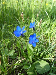 Gentiana
