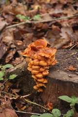 Flammulina velutipes